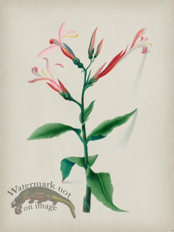 Andean Botanicals 017